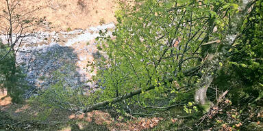 J&auml;ger (67) von Baumkrone getroffen und erschlagen