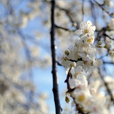 Österreich erblüht