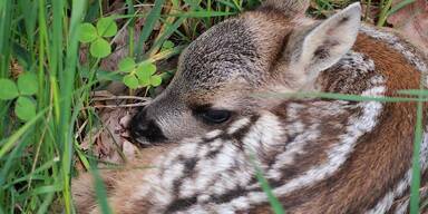 Kitze werden vorm M&auml;htod mittels Drohne gerettet.