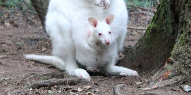 Albino-K&auml;nguru-Baby wom&ouml;glich aus Zoo in Kaiserslautern gestohlen