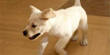 US-Paar bekommt kommerziell geklonten Hund