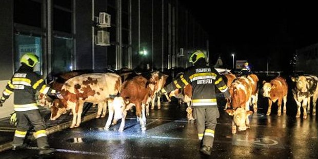 16 Kühe liefen plötzlich durch Knittelfeld