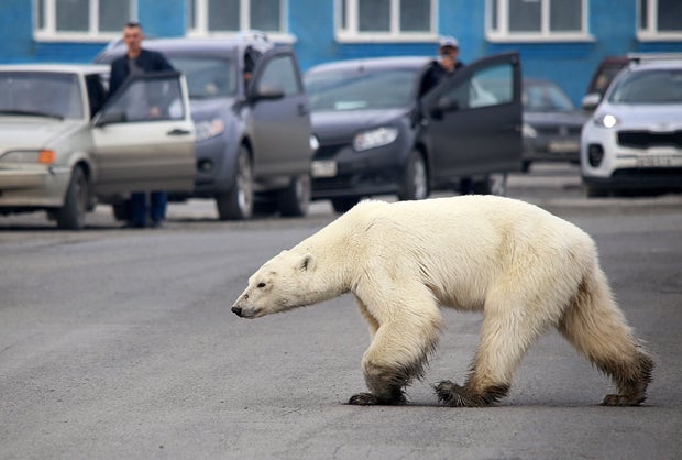 Eisbär auf Futtersuche