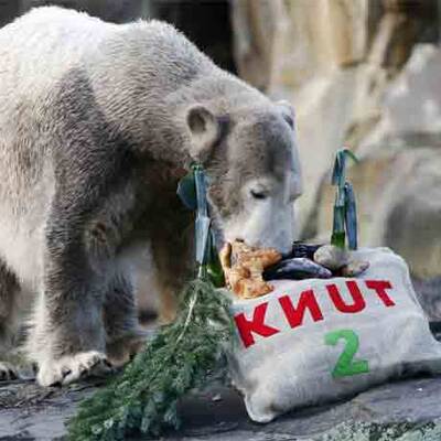 Eisbär Knut feiert im Berliner Zoo seinen 2. Geburtstag
