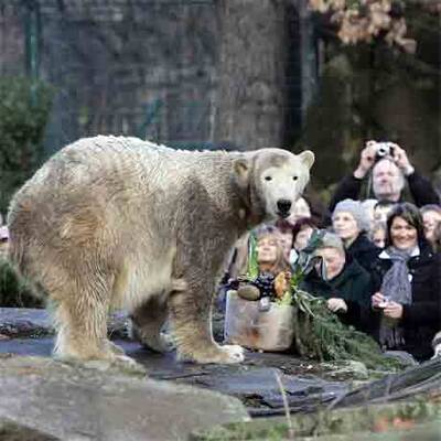 Eisbär Knut feiert im Berliner Zoo seinen 2. Geburtstag