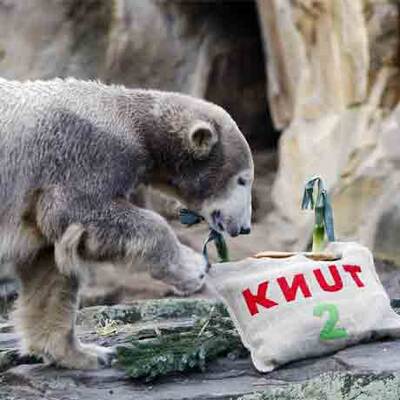 Eisbär Knut feiert im Berliner Zoo seinen 2. Geburtstag