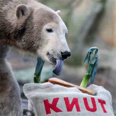 Eisbär Knut feiert im Berliner Zoo seinen 2. Geburtstag