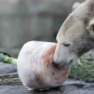 Eisbär Knut feiert im Berliner Zoo seinen 2. Geburtstag