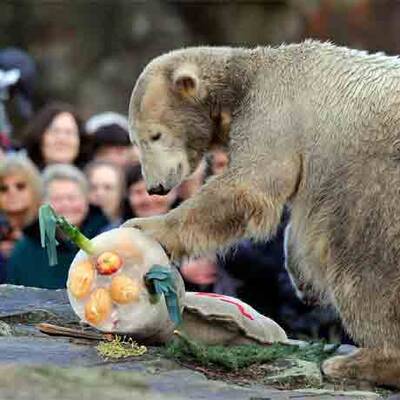 Eisbär Knut feiert im Berliner Zoo seinen 2. Geburtstag