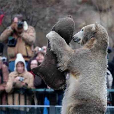 Eisbär Knut feiert im Berliner Zoo seinen 2. Geburtstag