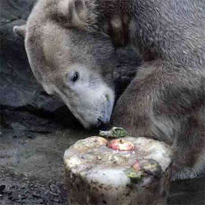 Eisbär Knut feiert im Berliner Zoo seinen 2. Geburtstag
