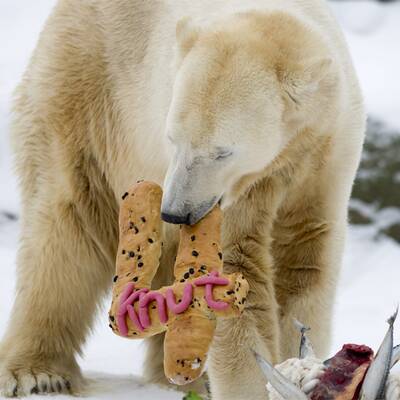 Happy birthday, Knut!