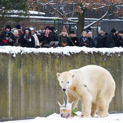 Happy birthday, Knut!