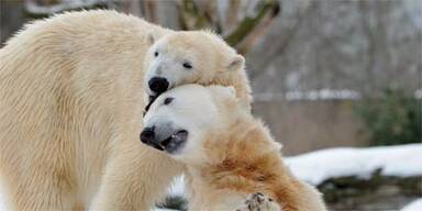 Kastration von Eisbär Knut gefordert