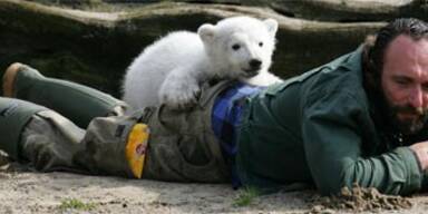 Eisbär Knut sucht seinen Ziehvater