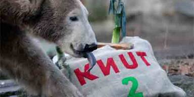 Eisbär Knut feierte seinen 2. Geburtstag