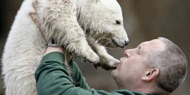 Knut hat einen neuen Ziehvater