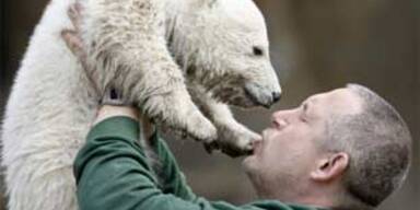 Knut hat einen neuen Ziehvater