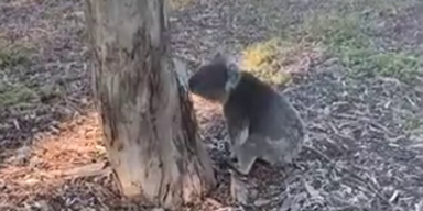 koala.png