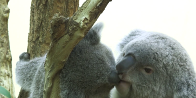 koala.png