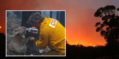 Koala aus Flammenhölle gerettet