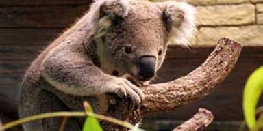 koala