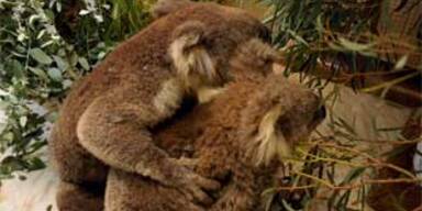 Geretteter Koalabär tröstet sich mit Artgenossen