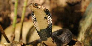 Giftige Kobra in Wiener Hundepark gefunden