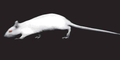 Wenn weiße Ratten übers Museum laufen...