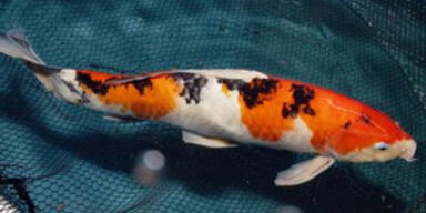 koi