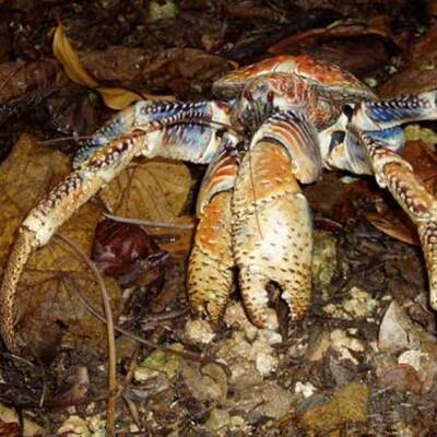 Diese Asseln krabbeln am Meeresboden