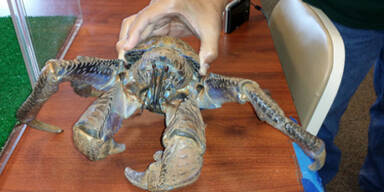 Invasion der Riesen- Krabben auf Hawaii