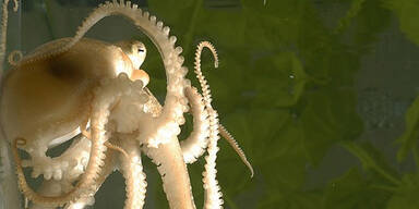 Forscher: Krake genetisch ein Alien