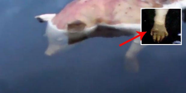 Mysteriöse Mutanten-Kreatur in einem See entdeckt