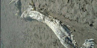 Mysteriöses, stinkendes Ungeheuer angespült