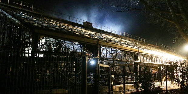 Feuer-Drama: Große Trauer um Gorilla Massa