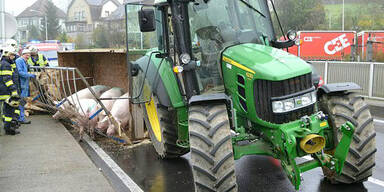 Schweinetransporter kippt um