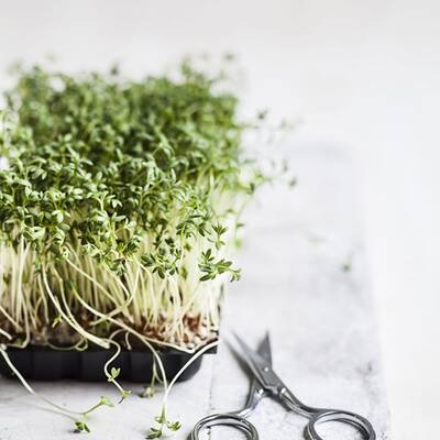 Beifuß regt die Durchblutung an