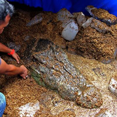 Größtes Krokodil der Welt ist tot