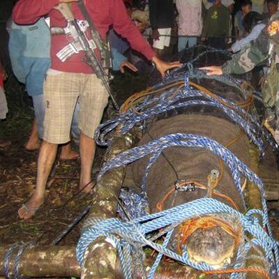 Größtes Krokodil der Welt ist tot