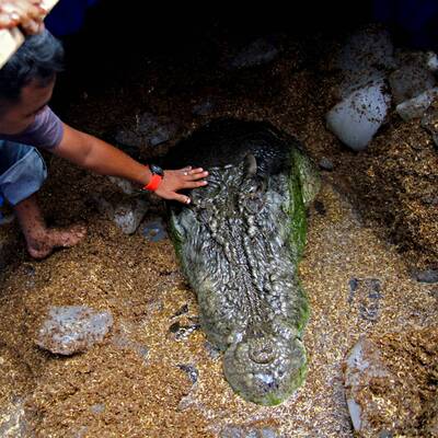 Größtes Krokodil der Welt ist tot
