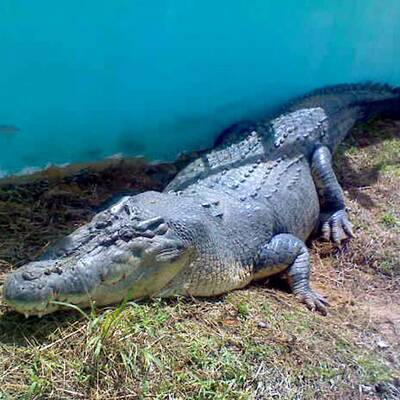 Größtes Krokodil der Welt ist tot