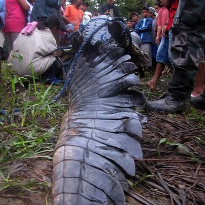 Größtes Krokodil der Welt ist tot