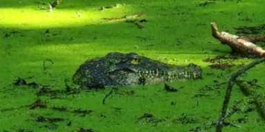 Krokodil-Alarm am Bodensee: Attrappe l&ouml;ste Einsatz aus