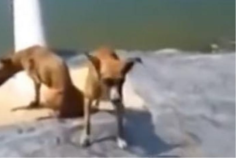 Lebende Hunde an Krokodil verfüttert