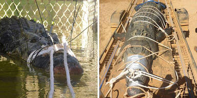 Australier fangen 600 Kilo Riesen-Krokodil