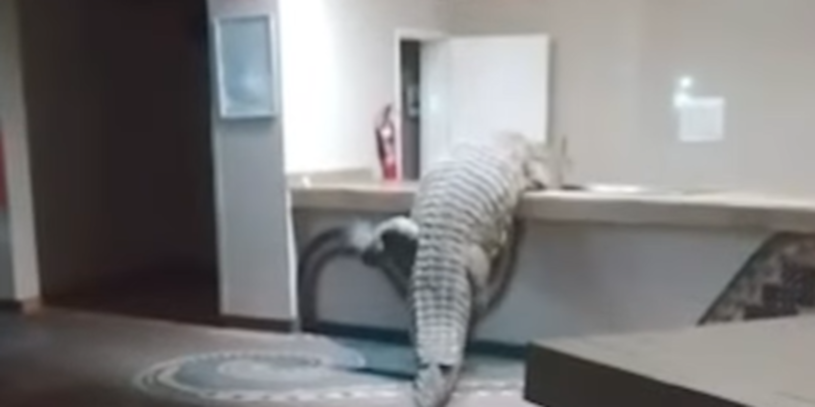 Riesiges Krokodil steht plötzlich im Hotel - oe24.at