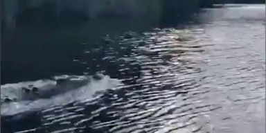 krokodil.png