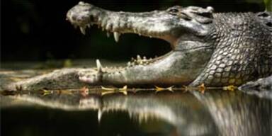 krokodil