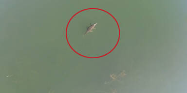 Mega-Krokodil: Kreta-Urlauber in Panik